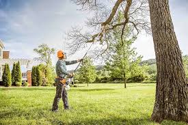 Best Tree Cabling and Bracing  in Sappington, MO